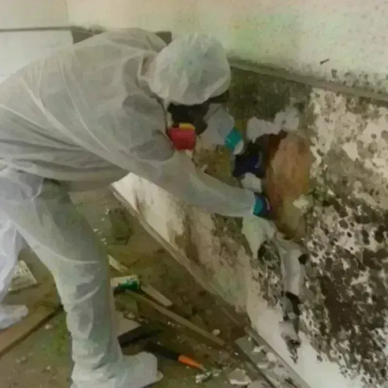 Mold Remediation and Removal in Pontoon Beach, IL